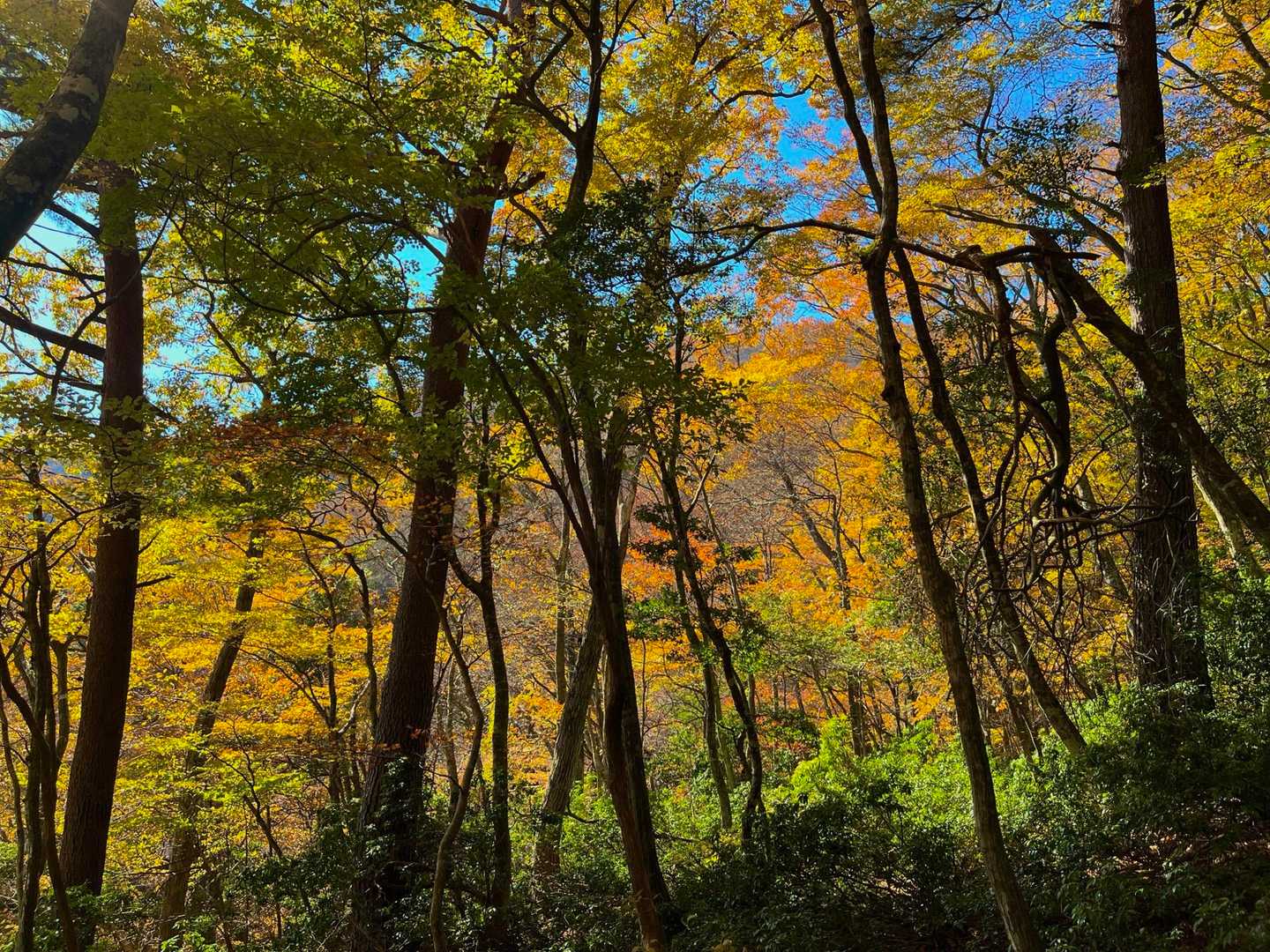 八ヶ峰 往復コースの写真
