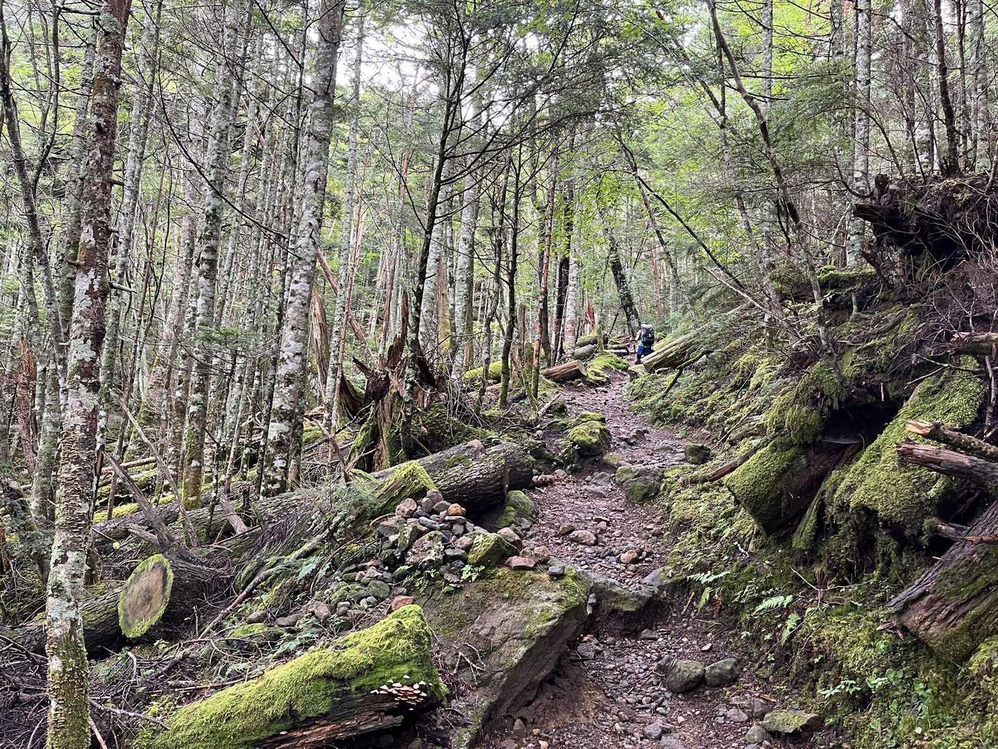 苔の森を登ります。