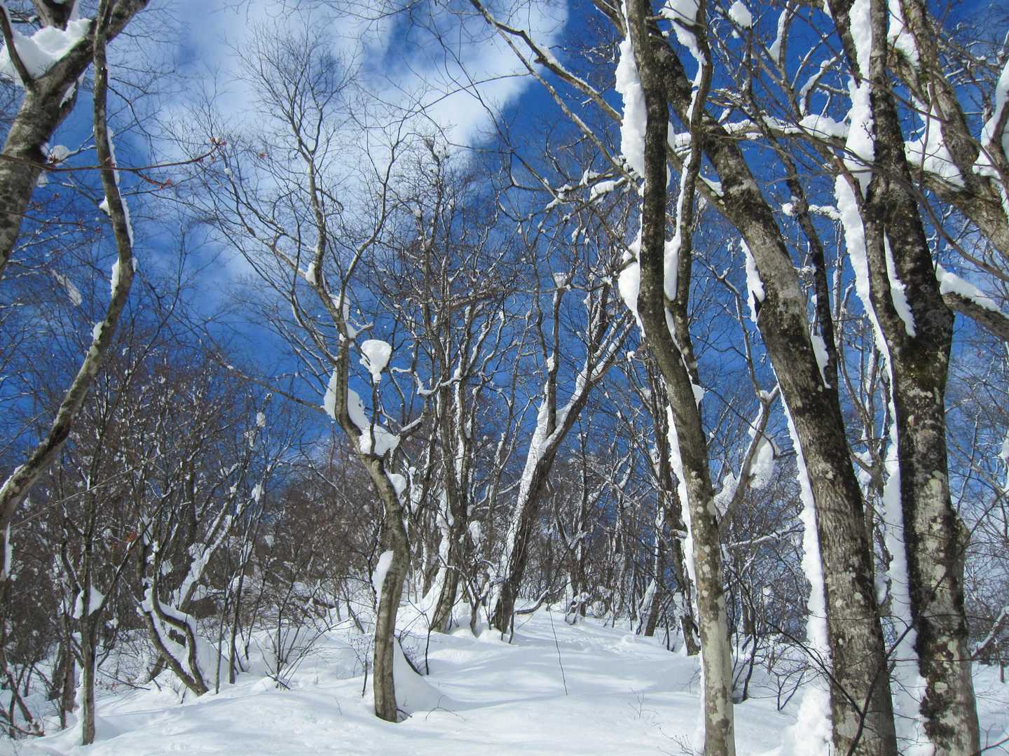丁子ブルー(笑)