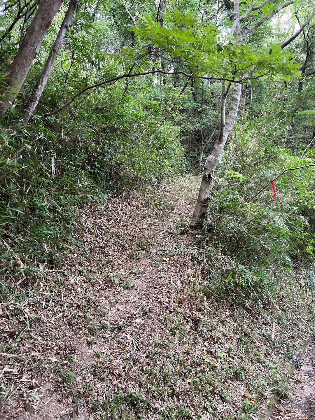 あら、下草刈ってくれてる