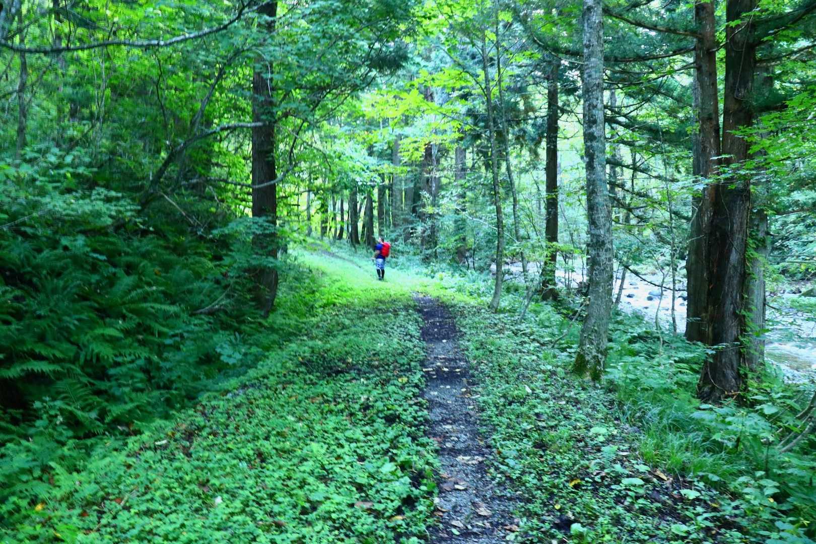川沿いの林道をしばらく歩く