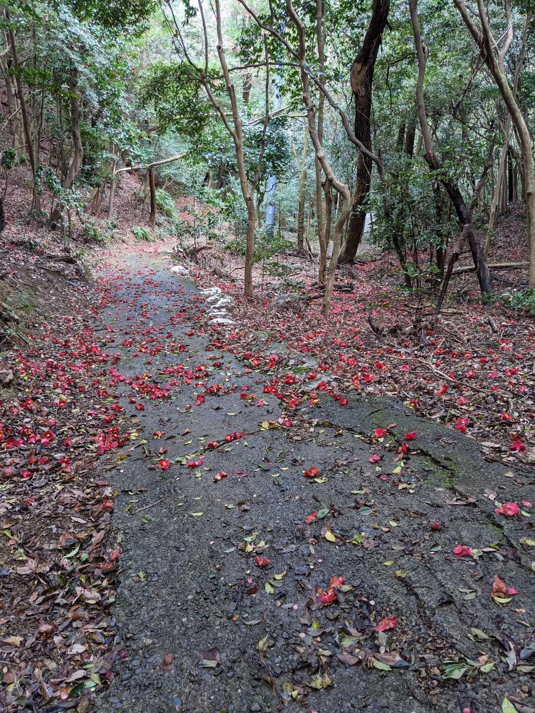 椿の花がこんなにたくさん。急坂、濡れているので注意深く歩く
