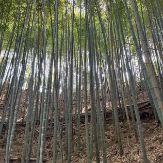 孟宗竹が綺麗！