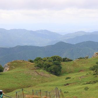左がボタンブチ、右が天狗の鼻