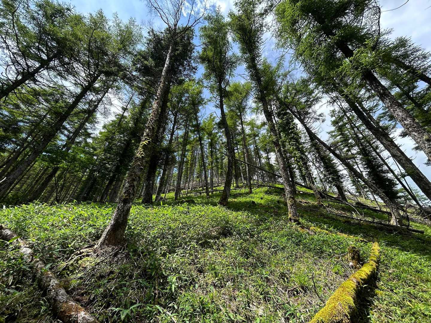 🌲