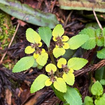 ネコノメソウ

とっても綺麗な姿🤩💓