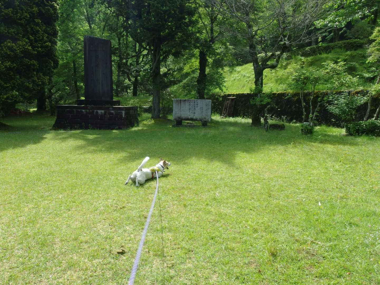 夜露で濡れた芝生でゴロゴロ🐶
冷たくて気持ちいいみたい