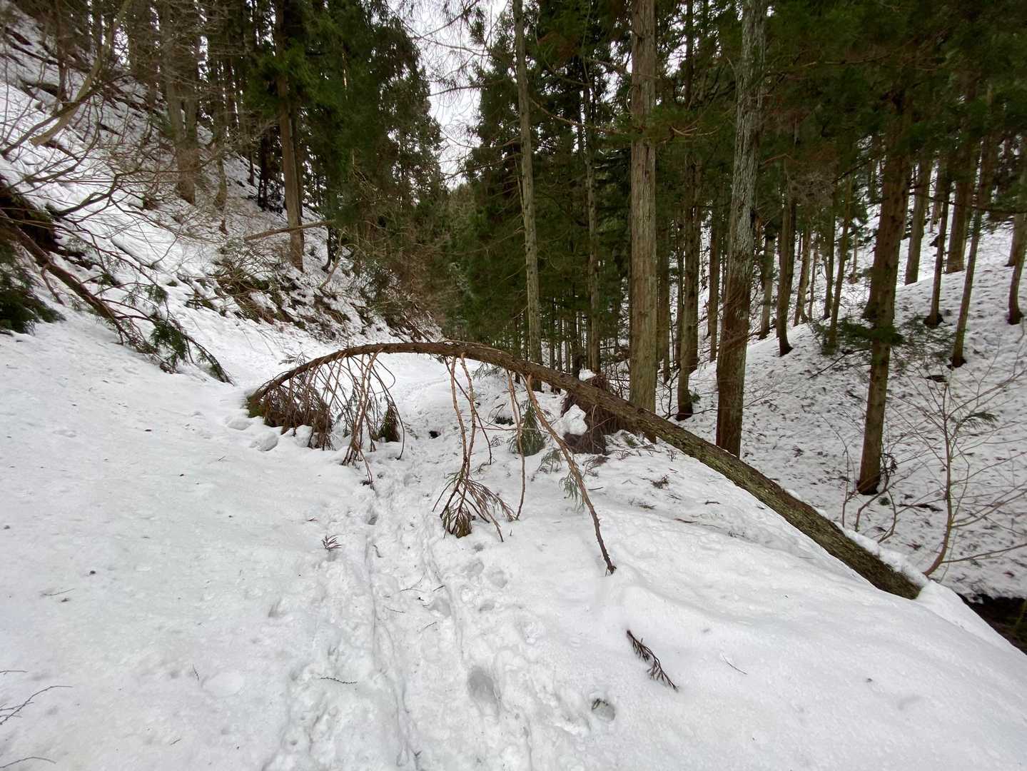 見事な木のアーチ