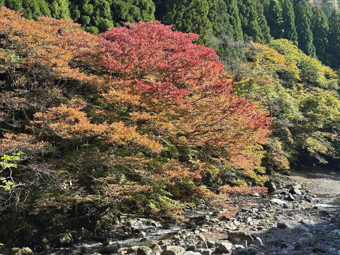 御池川ですかね
川と紅葉って、なんかいいですね