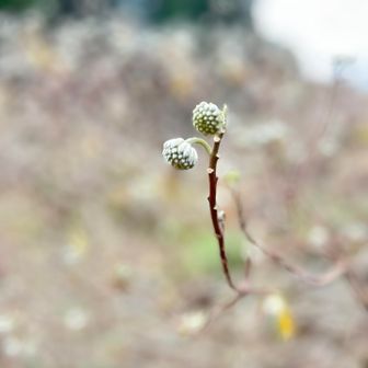 ミツマタが開花準備してます