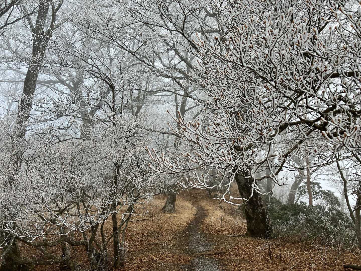 霧氷です。