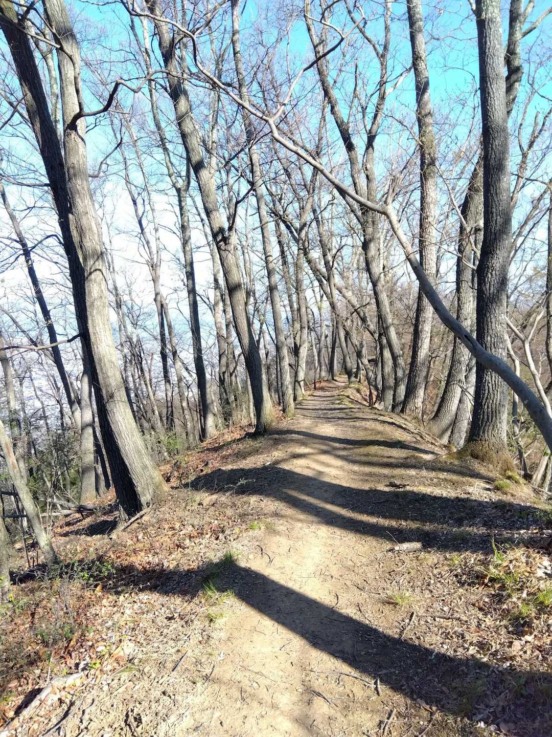 登山道はこんな感じ