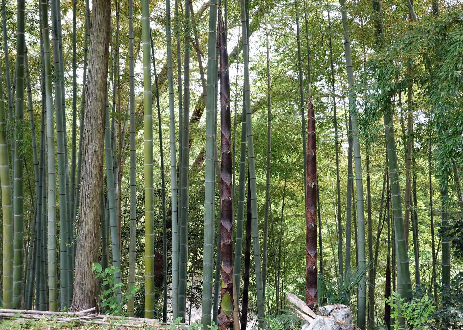 筍の成長は早い。