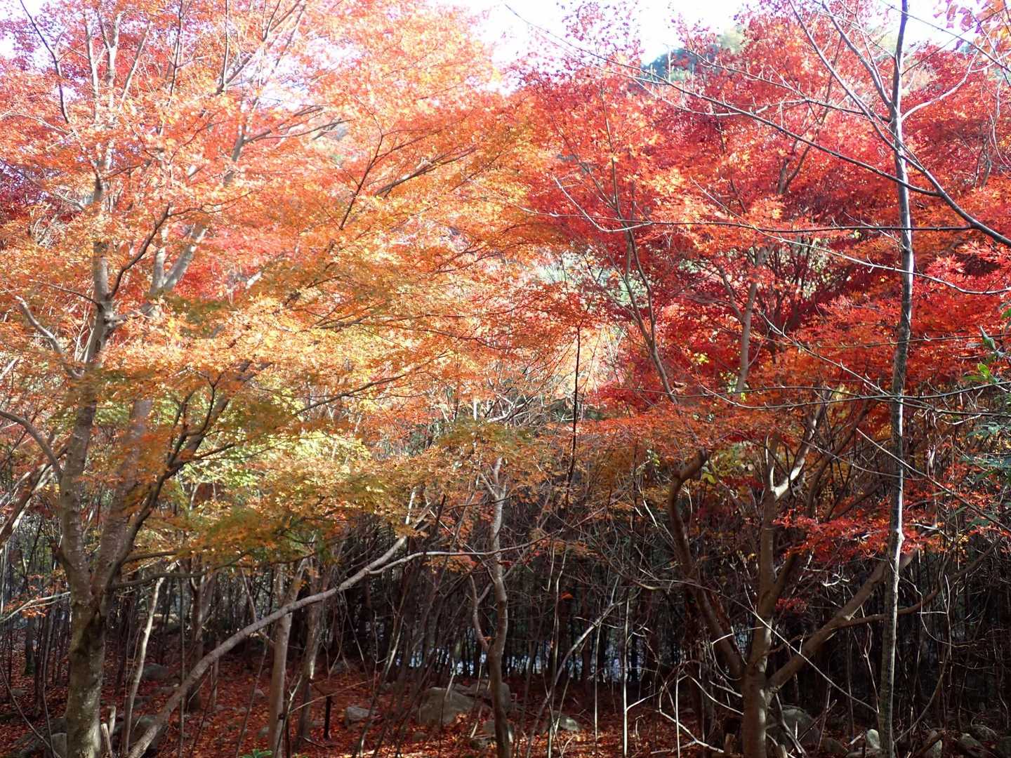 🍁