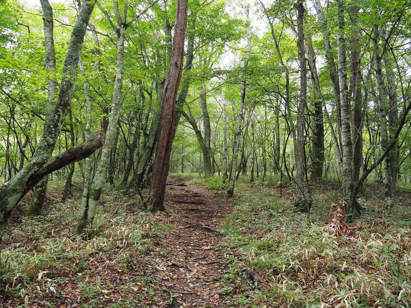 山歩って感じ