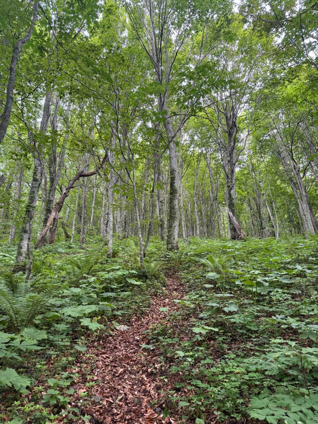 遠島山登山口-遠島山 往復コースの写真