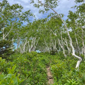 あとひと頑張り
この林を抜けるとアポイ山頂