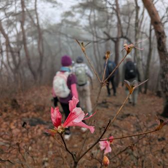 狂い咲きの山ツツジ