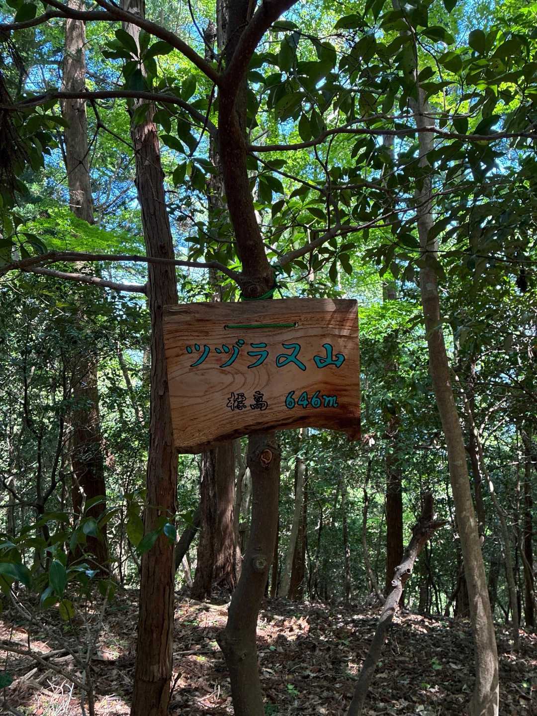 東の尾根登山道コース-一本杉-ツヅラ又山 往復コースの写真