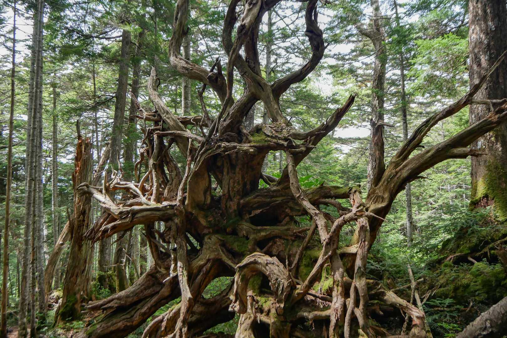 アートな根っこ

ヒカリゴケの話ずっとしてたのに、誰も本気で探さなかったので結局どこにあるのかわからなかった。笑