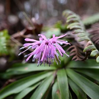 シヨジョウバカマが
１輪だけ咲いていました