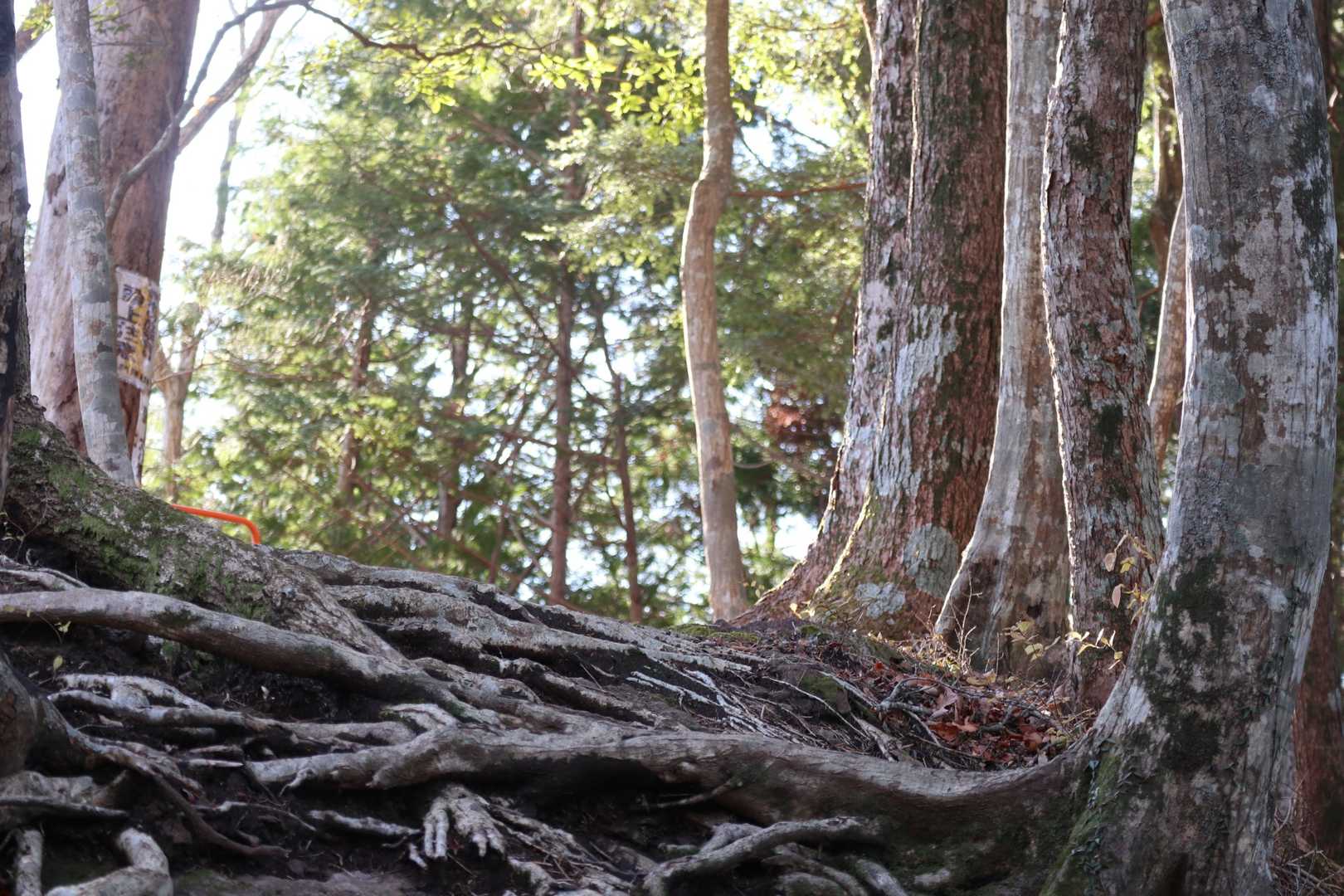 未熟な私たちは安全登山で右の岩古谷山コースへ…😅