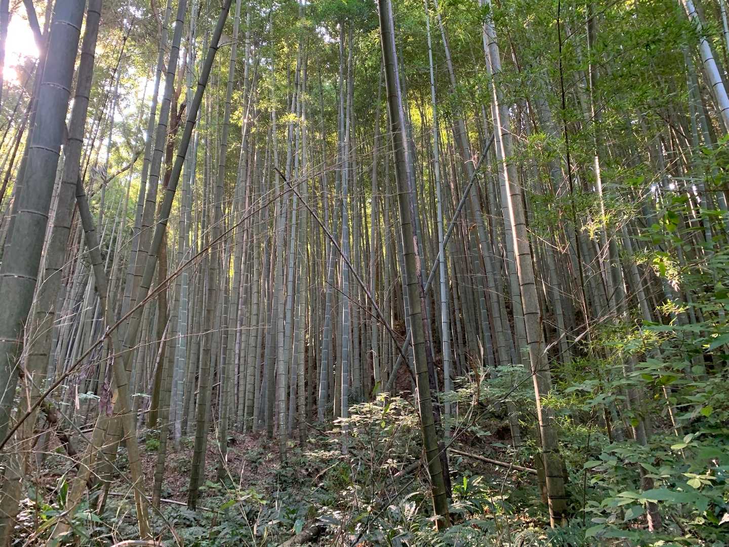 右も左も竹、竹、竹！！
見事な竹林、綺麗です✨

2度目の初登山、無事下山です。
次はいつになることやら😅