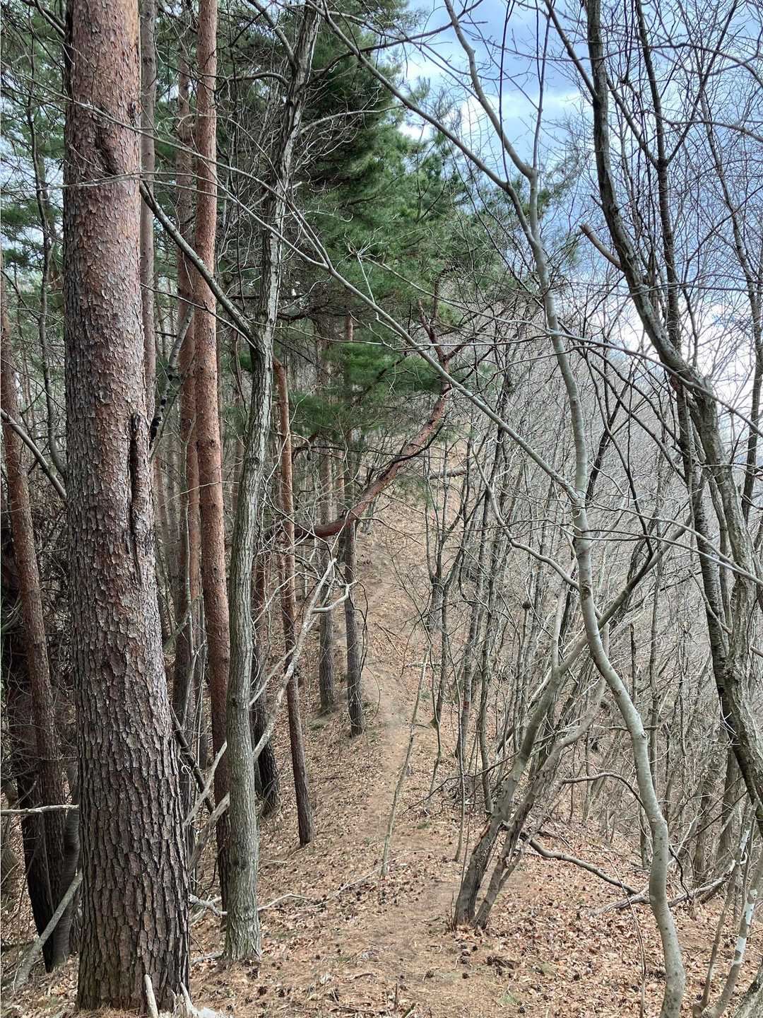 淡雪山から興因寺山へ向かうのに戻ってしまって3回も淡雪山踏んでしまった🗻