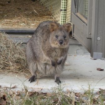 お散歩おばさん