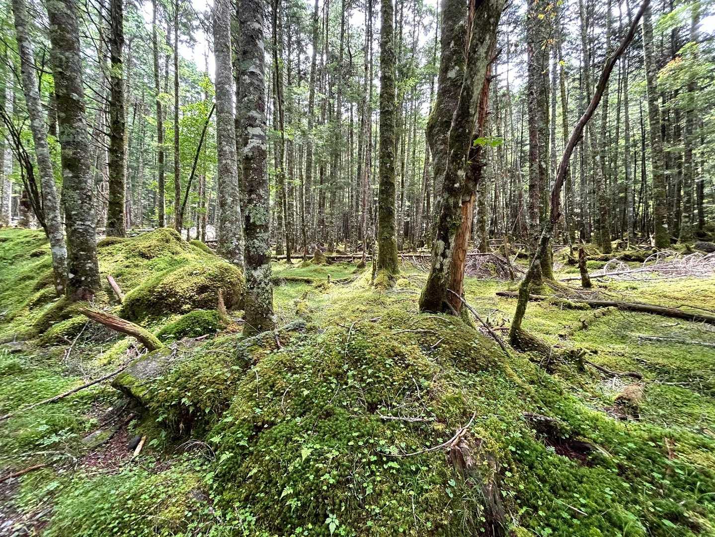 樹林帯は苔天国💕
これぞ八ヶ岳👍