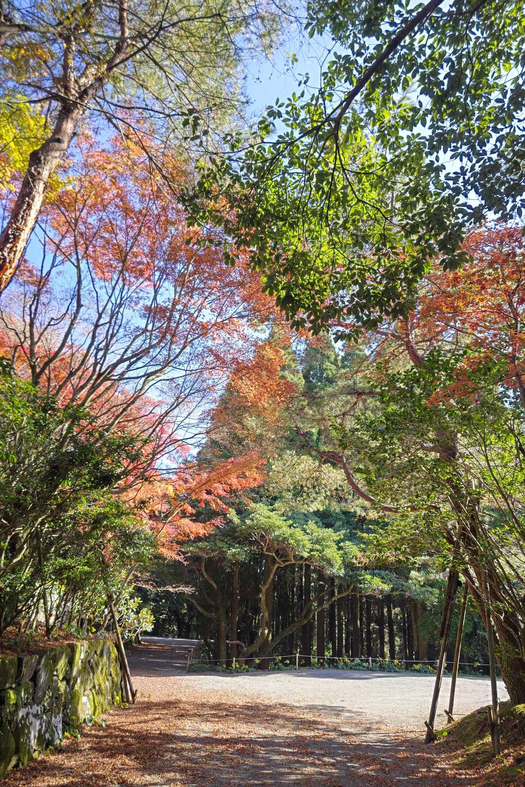 綺麗🍁✨