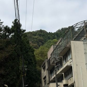 6号路入り口から。少し茶色になり始めてます