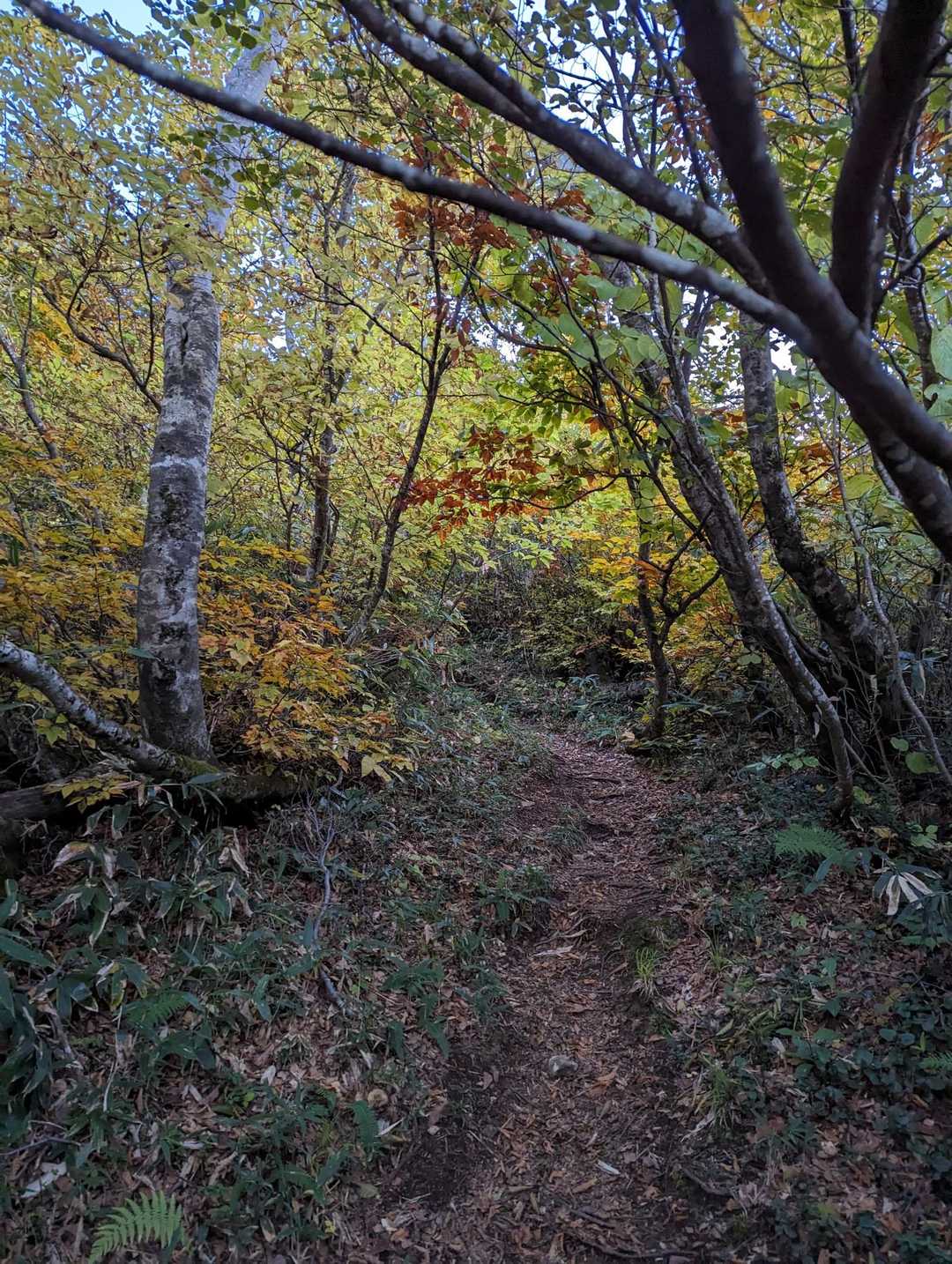 明るくなってきました。
葉っぱが黄色く色付いています🍂