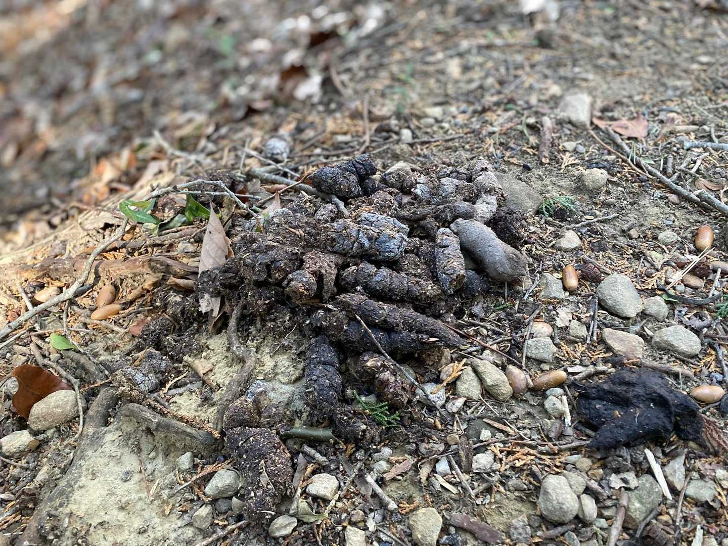 動物たちのマーキング発見💩🦌🐒🧸