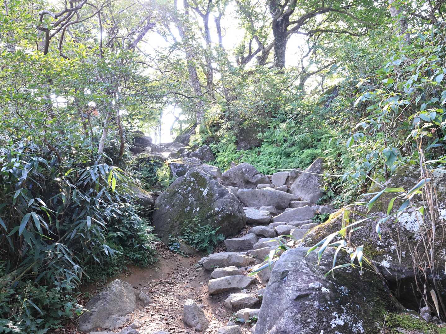 花を見ながらゆっくり登っていたらいつの間にか黒子がいない。先に行ってしまったようで、「山頂暑くて死にそう」とLINEが来た。