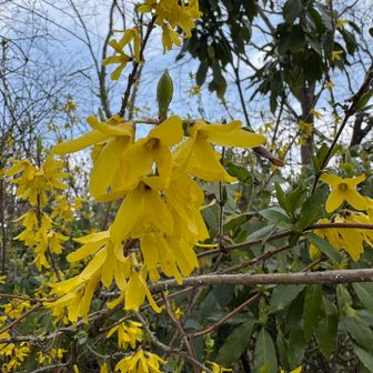 これはもみじ平に咲いていたレンギョウ。