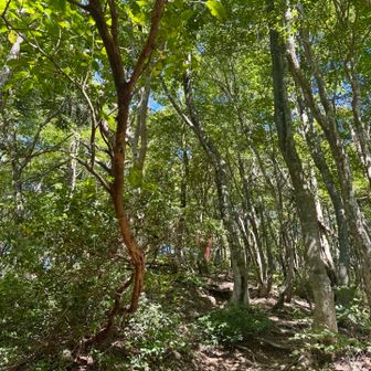急登ではあるけど
綺麗な登山道で快適
