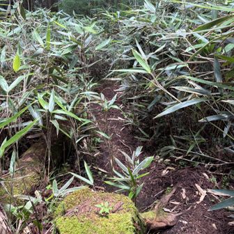 石割山に向かわないルートで下山。人気がなく、少し怖かったですが、アスレチック感覚もある下りで楽しかったです