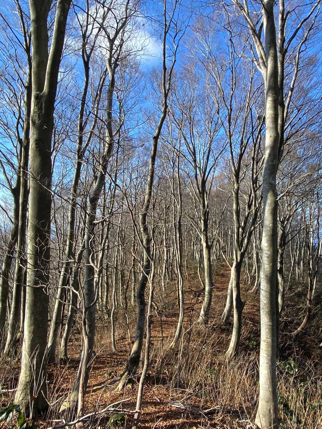 先へ進もう ☝️
この尾根道も良い感じなんや 👏
好きな風景 🥰
