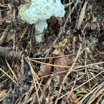 恐らく…シロオニタケかと🍄‍🟫