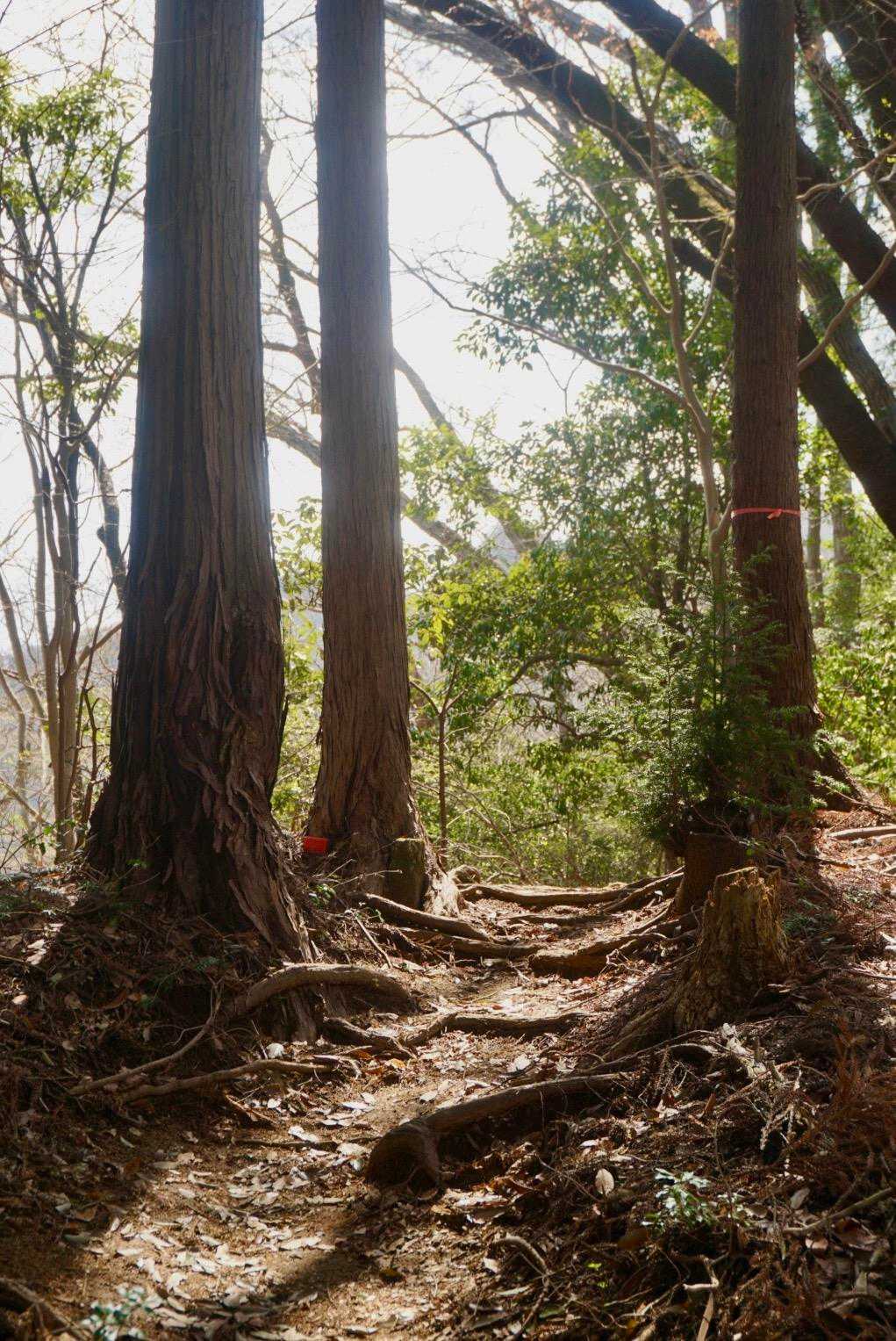 水とエネルギー館-高取山 周回コースの写真