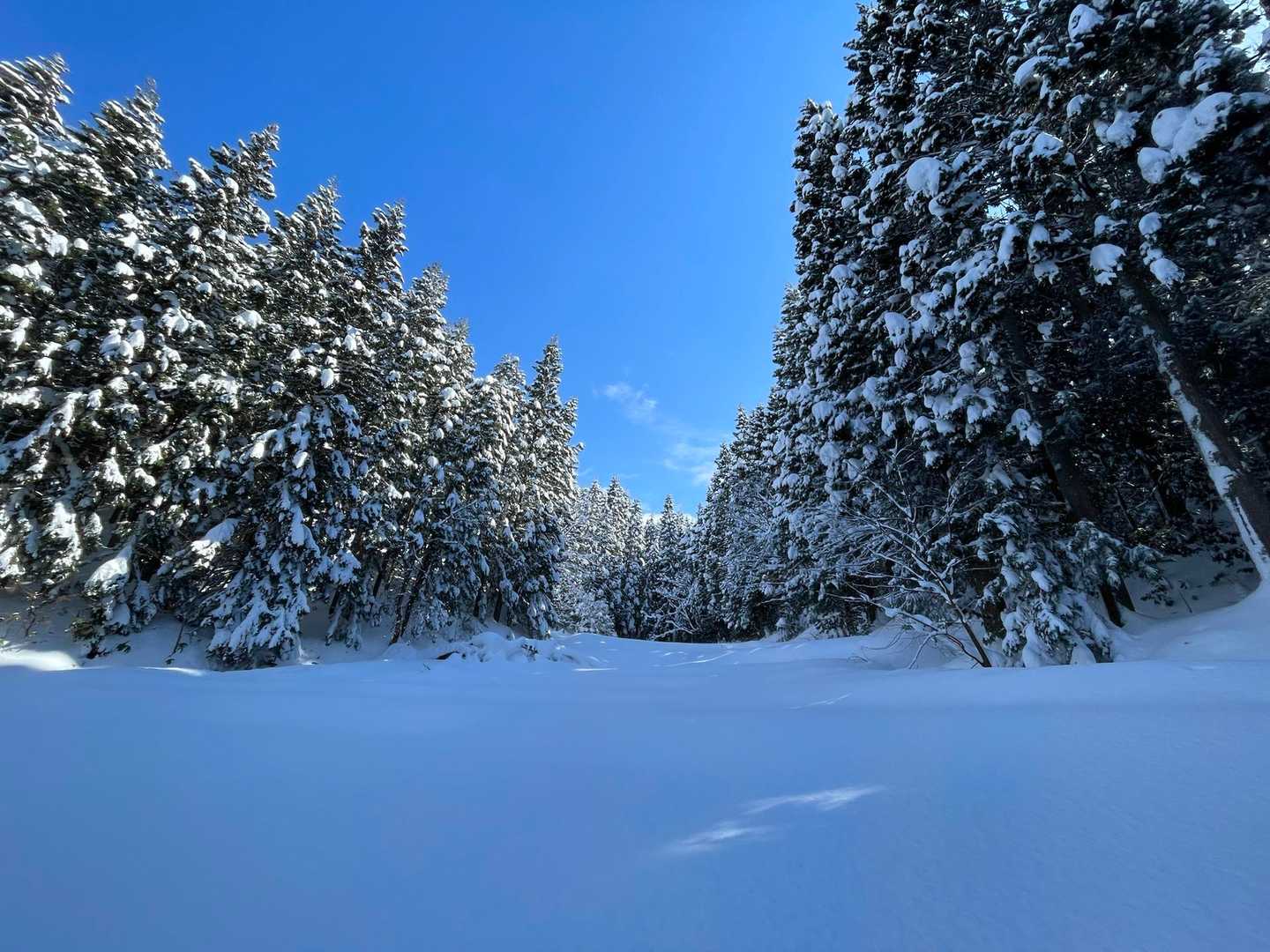 好きなとこ⛄️🌳