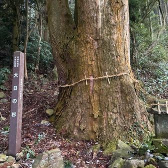 大日の杉