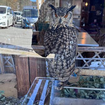 湖山のフクロウ🦉