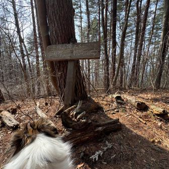 山頂。山頂から先はニコさんの体を張った抵抗にあい断念。。。