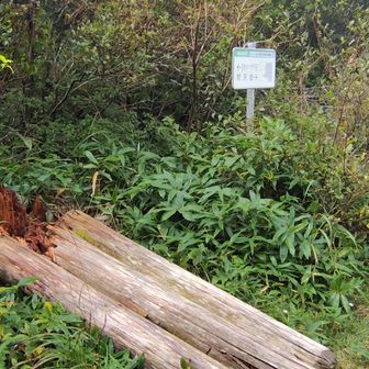 大滝根山風景林の3本が根元から倒れて無残！