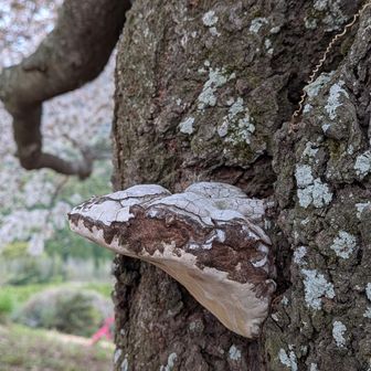大きな幹に、サルノコシカケ🍄
これは悪魔😈の兆候の様です😱ヤバい物を見つけちゃった？