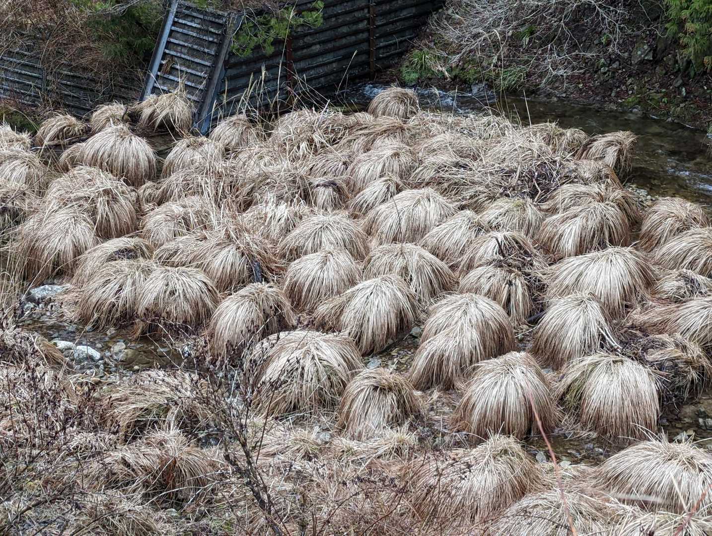 アカイシ 往復コースの写真