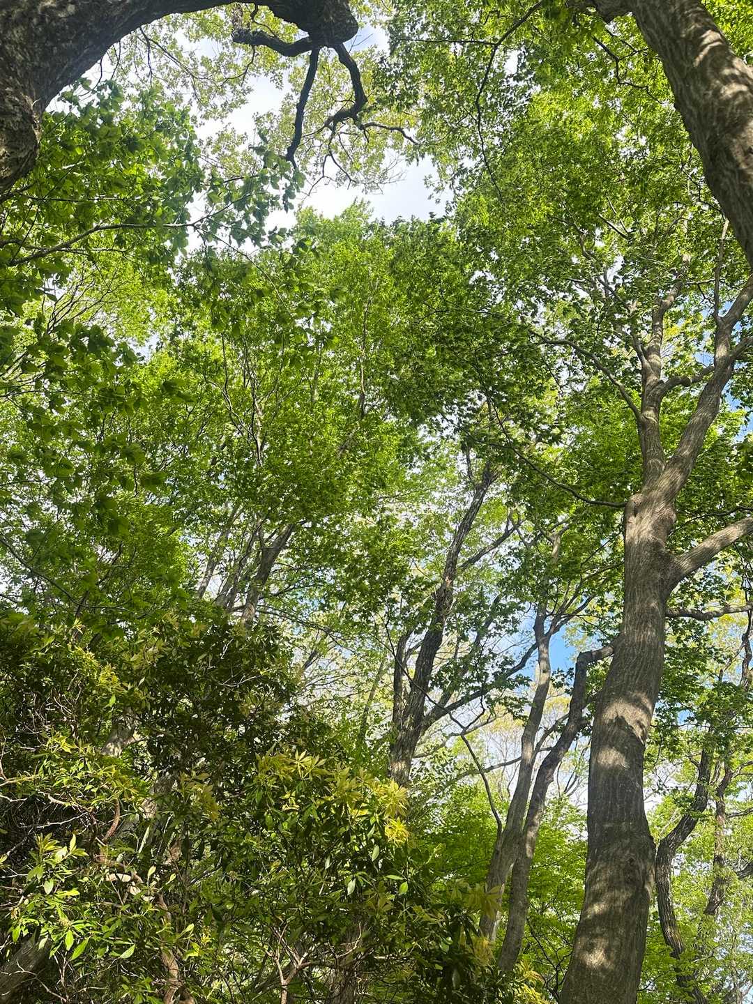 烏帽子岳 往復コースの写真