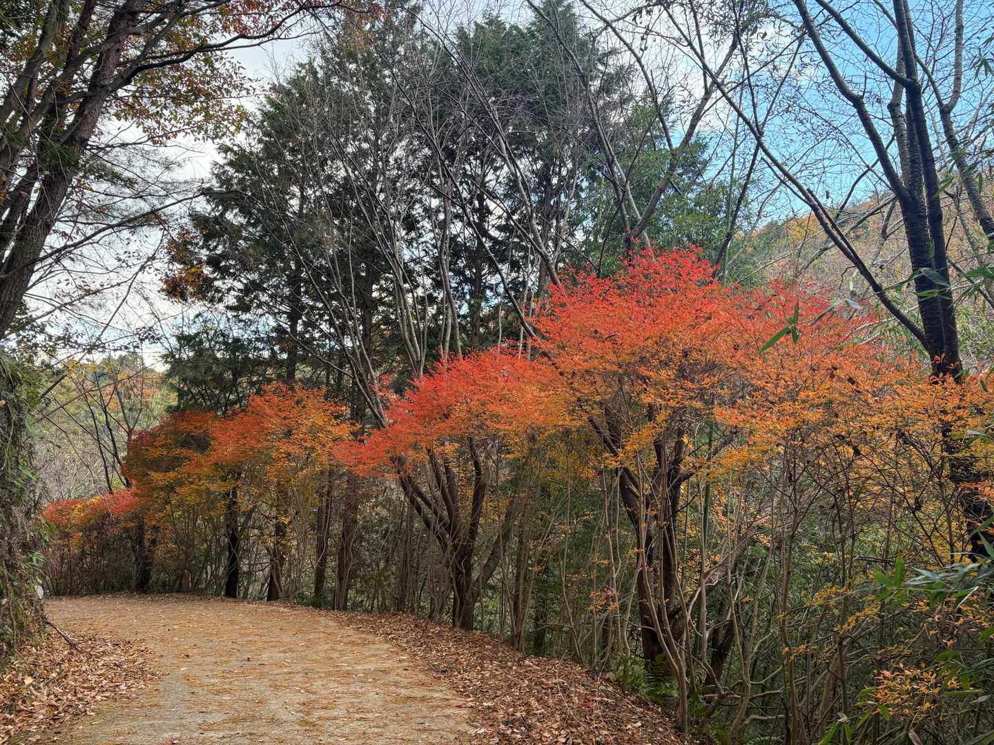 ふれあいの森入口-尾張白山-西山 往復コースの写真